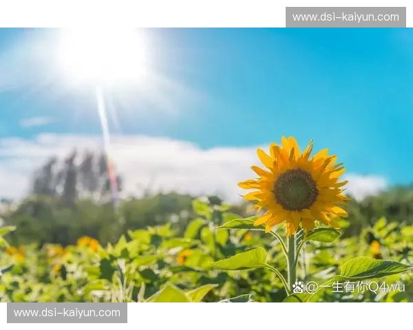 太阳资讯——把阳光带进你生活的每一天